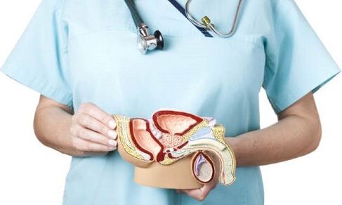 Male genitourinary system model and treatment of prostatitis